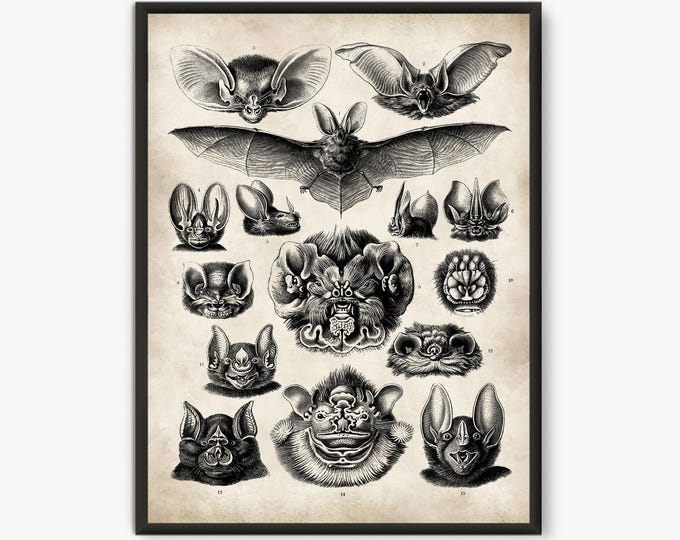 Ernst Haeckel Bat Illustration, Natural History Art