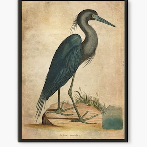 Blue Heron antique book page illustration, great blue heron painting fine art print Coastal House decor