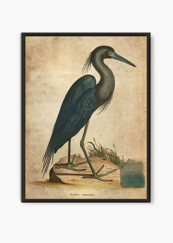 Great blue Heron by Audobon art print on 230gsm photo paper choose size