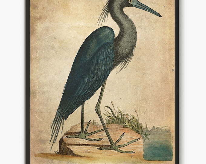 Blue Heron antique book page illustration, great blue heron painting fine art print Coastal House decor