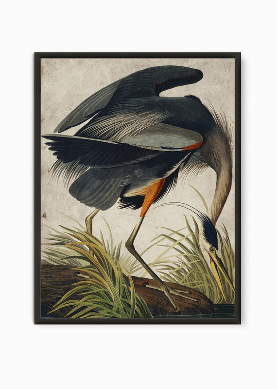 Great blue Heron by Audobon art print on 230gsm photo paper choose size