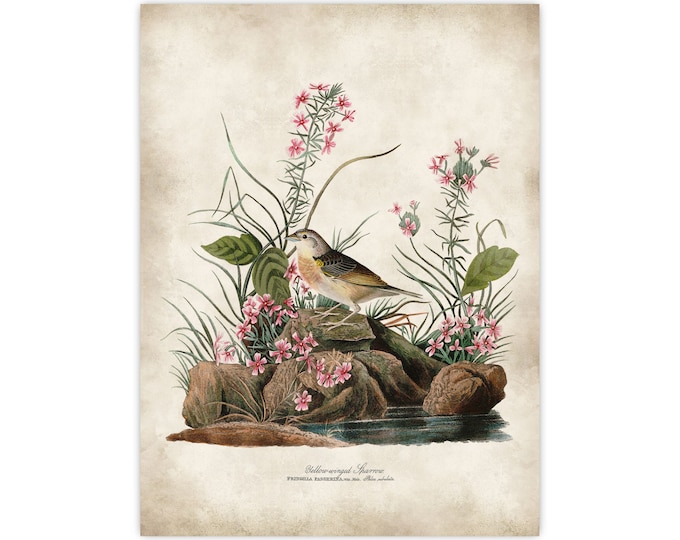 Audubon  bird prints,  Yellow bird Farmhouse Decor, Sparrow Wall Art, Kitchen wall decor, bird lover perfect gift