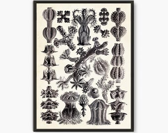 Natur-Karte Von Ernst Haeckel: Biologie-Kunst Mit Pflanzenmotiv Als Geschenk Zur Geburt