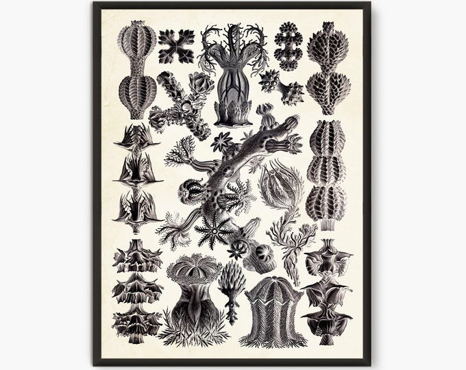 Ernst Haeckel Scientific Illustration, Natural Science print, Gorgonida
