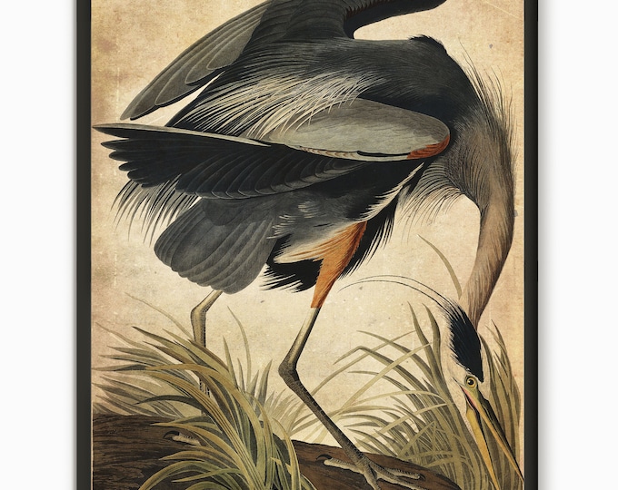 Audubon  bird prints, Great blue Heron Print, Audubon Birds vintage illustrations book page Prints, Nautical Living Room vintage art, BH5