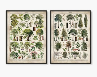 Antique Botanical Tree Print Set: Vintage Nature Wall Art (Set of 2)