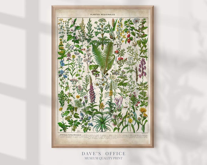 Vintage Botanical Art Print - Medicinal Plant Wall Decor, Larousse Style Herbalism Chart, Green Plant Flower Illustration, Herbalist Gift