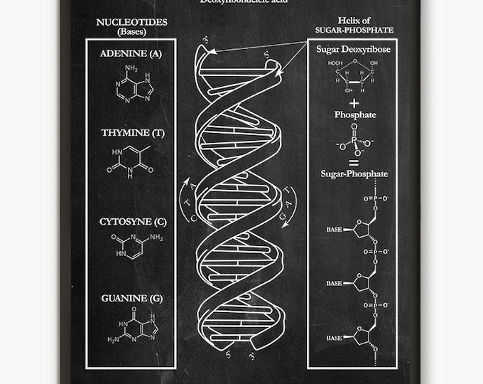 DNA Wall Art Poster Biology Student Gift  Classroom Art Poster  Genetics Art Print Home Decor  Student Gift Idea D1