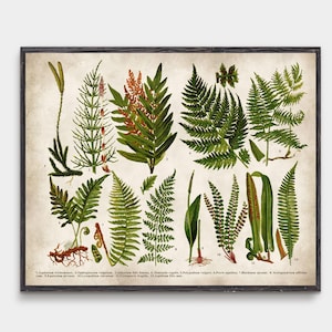 Vintage Fern Botanical Illustration - Antique Nature Wall Art - Cottagecore Decor
