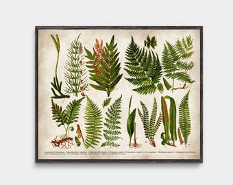 Vintage Fern Botanical Illustration - Antique Nature Wall Art - Cottagecore Decor