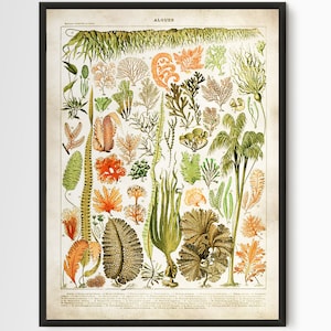 Larousse Vintage Kunstdruck, Seegras Illustration, Meeresbiologie Geschenk, Seegras Illustration, Illustration