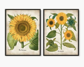 Sunflower print set of 2, Yellow Sunflowers Art, Antique sunflower print, Farmhouse decor, Yellow flowers wall art, Vintage botanical prints