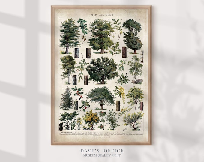 Vintage Forest Botanical Print - Larousse Trees and Plants Illustration