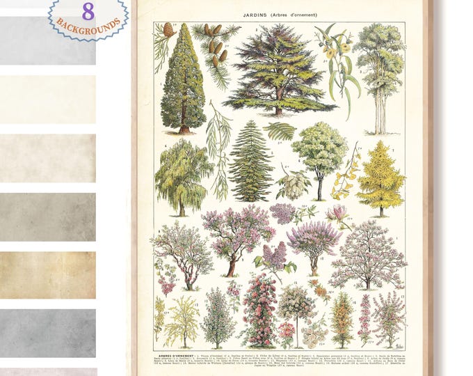 Adolphe Millot illustration,Ornament trees, Larousse botanical illustration, antique book print, ornament print, floral decor, L16