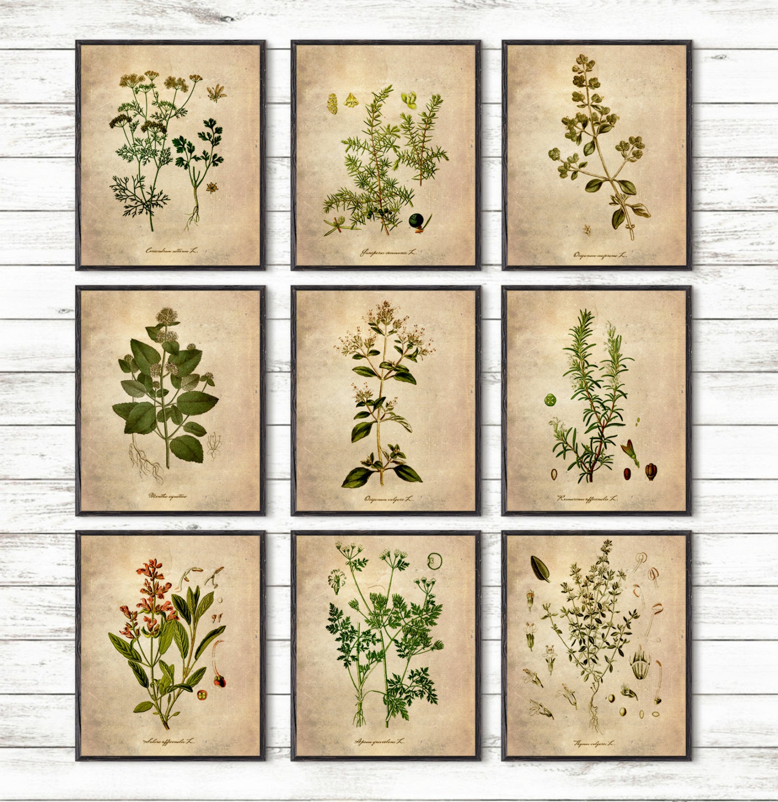 Kitchen Herbs Kitchen Wall Art Print Set of 9 Vintage - Etsy