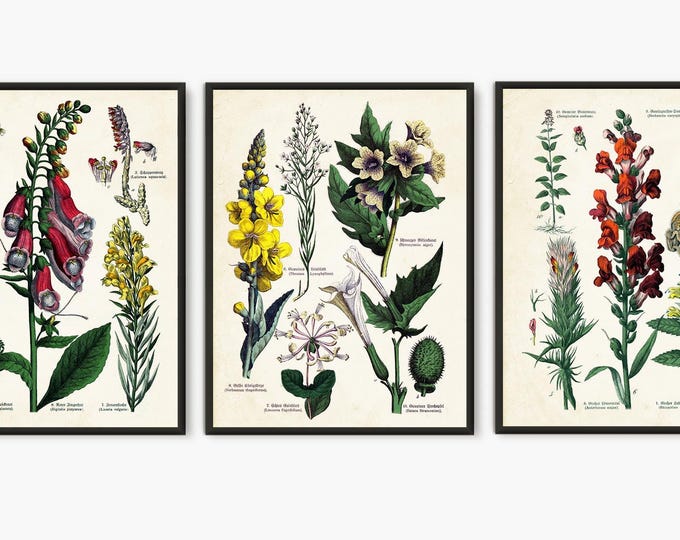 Botanical print set of Medicinal plants Antique book, Botany old book pages prints,  Floral set of 3 prints large art #208