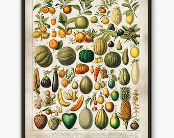 Fruit print, Larousse old book print,  fruit wall art, fruit illustration, kitchen print, botanical poster, nuture print, botany art L4