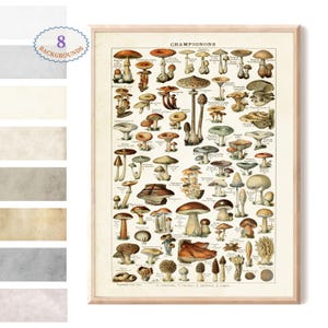 Adolphe Millot illustration,Mushroom print, Poisonous and Edible Mushroom, Vintage art print, Botanical Poster, Larousse old book, L22