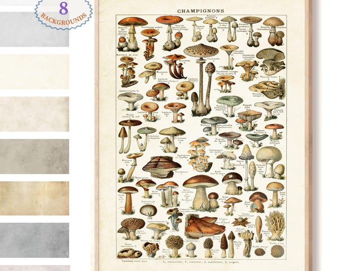 Adolphe Millot illustration,Mushroom print, Poisonous and Edible Mushroom, Vintage art print, Botanical Poster, Larousse old book, L22
