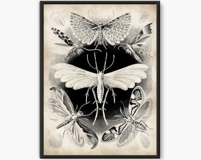 Ernst Haeckel Scientific Illustration, Natural Science print, Tineida