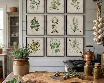 kitchen herbs print Set of 9,  culinary herb poster, Vintage Botanical Illustration