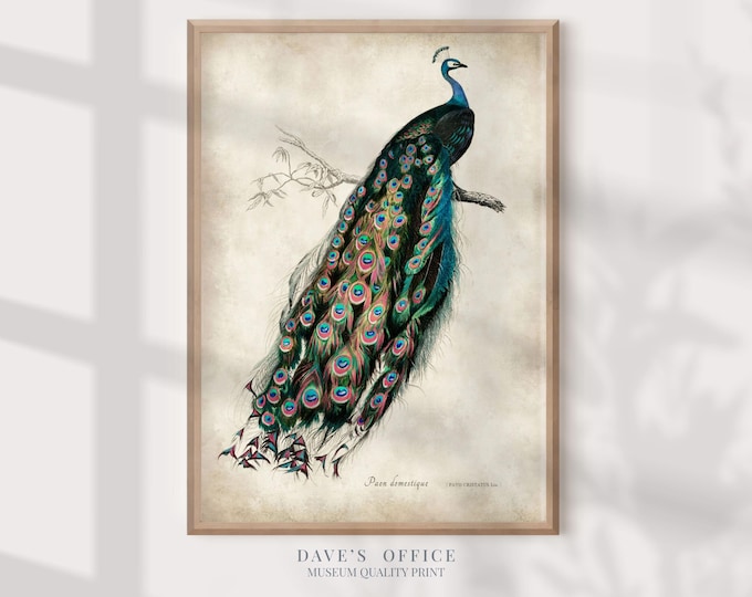 Vintage Peacock Print: 1846 Victorian Bird Illustration Poster