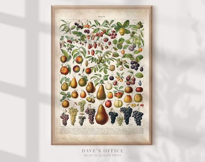 Vintage botanical print of fruit by Adolphe Millot, Larousse fruit illustration, kitchen wall decor, antique fruit poster, retro art