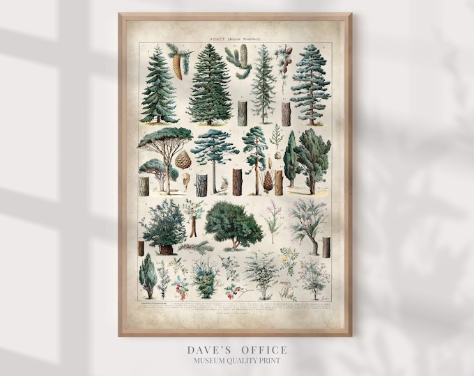 Forest Trees Art Print: Adolphe Millot poster - Vintage Larousse Pine Tree illustrations