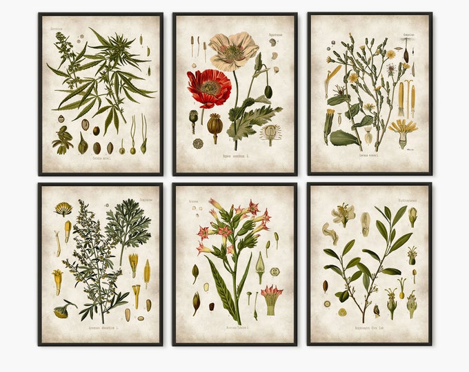 Drug plants poster, Cannabis wall art, room decor, botanical poster, vintage botanical, drugs art, gift idea, cannabis art, Set of 6 prints