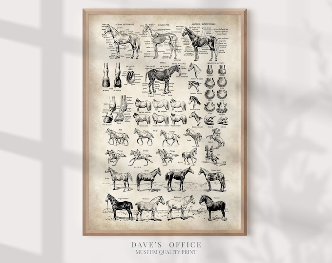 Horse Breeds Wall Art: Vintage Farm Animal Illustration - Black & White