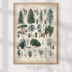 Forest Trees Art Print: Adolphe Millot poster - Vintage Larousse Pine Tree illustrations