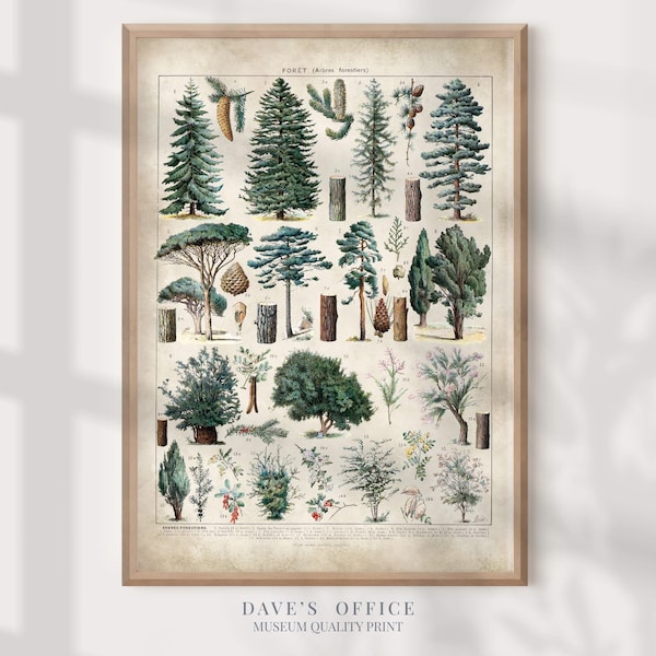 Forest Trees Art Print: Adolphe Millot poster - Vintage Larousse Pine Tree illustrations