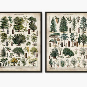 Wald Poster, Larousse, Wald Wand Kunst, Baum Poster, Baum Kunstdruck, Bäume Kunstdruck, Bäume Poster botanisches Poster, 2er-Set Drucke, L14