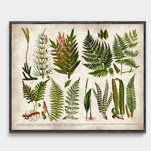 Fern print Fern wall art Botanical poster, Fern poster Fern art Fern illustration Fern leaf art Fern leaves Fern wall decor Botany #22