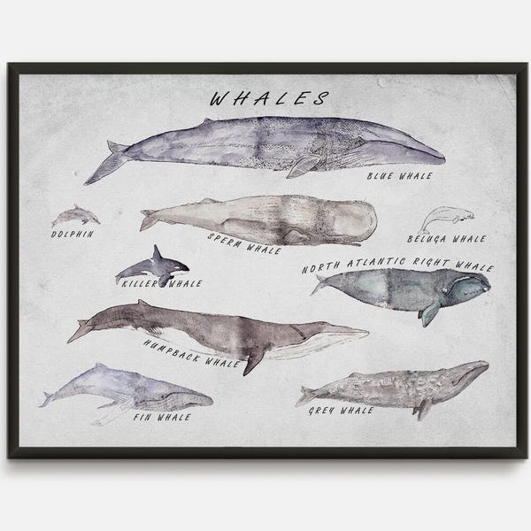 Whale Watercolor Print: Nautical Marine Art