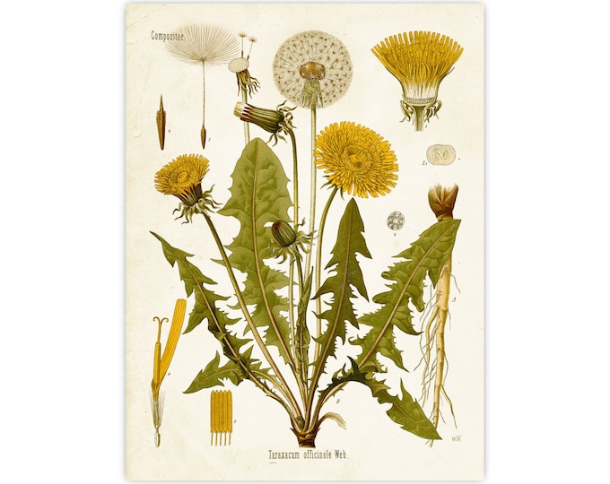 Dandelion wall art Vintage wildflowers art, Botanical print Vintage Floral wall Art , Flower poster Herb wall art