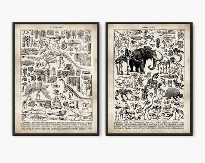 Adolphe Millot illustration,Skeleton poster, book plate, Larousse book page art, paleontology, evolution poster, set 2 prints, L26