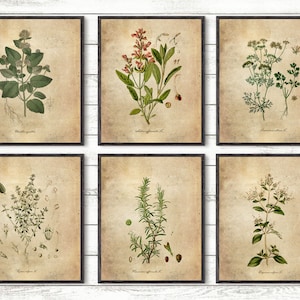 Herbs print, Kitchen Wall Art, Botanical poster, Herb Poster, herbs and spices, kitchen herbs art, Kitchen decor, vintage illustration #104