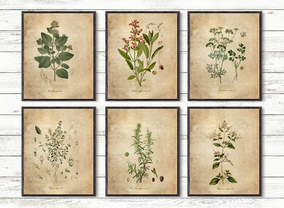 SUMGAR Vintage Poster Wall Art for Kitchen Botanical Herbs Prints Upcycle Dictionary Papers 20x25cmx6p Unframed