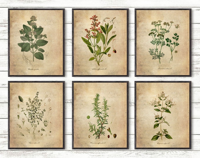 Herbs print, Kitchen Wall Art, Botanical poster, Herb Poster, herbs and spices, kitchen herbs art, Kitchen decor, vintage illustration #104