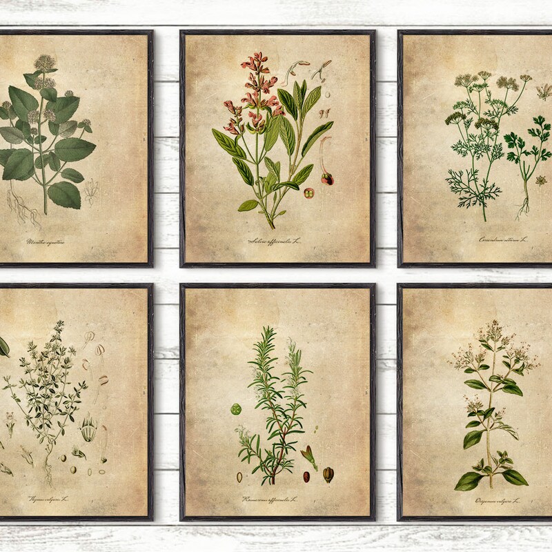 botanical herb prints set of 4 unframed botanical herb... Herb Print - Etsy