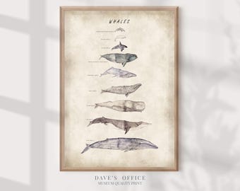 Whale Species Watercolor Print: Nautical Marine Art