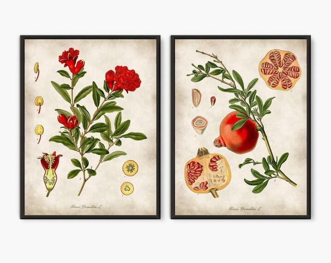 Red flowers botanical kitchen wall art, Pomegranate tree branch Pomegranate fruit art prints, Vintage flower illustration wall decor