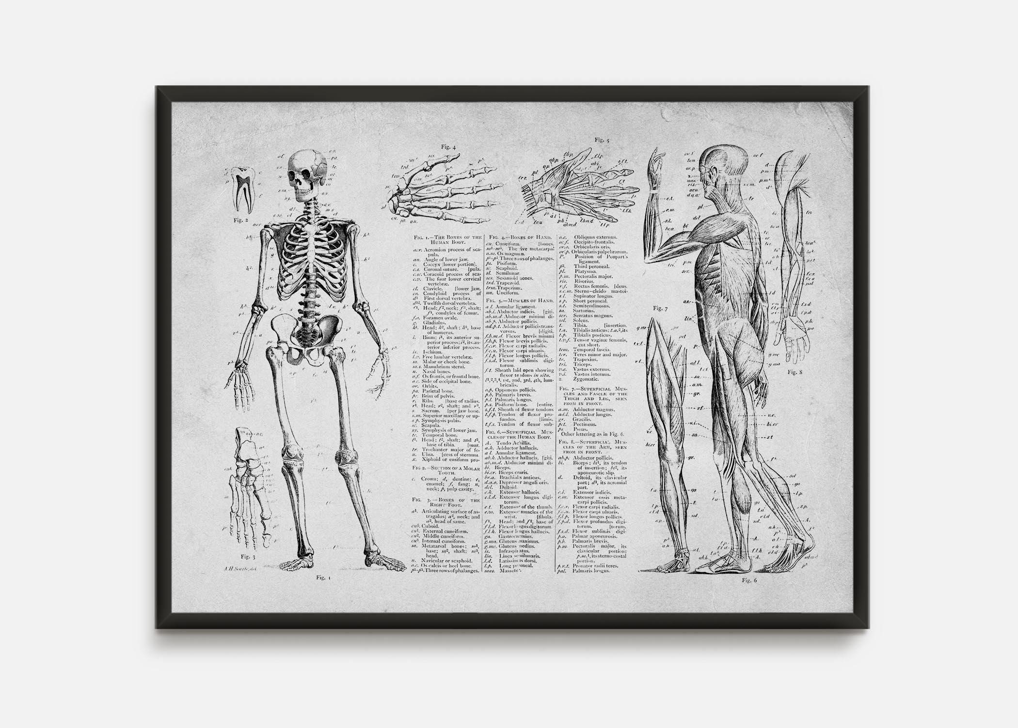Vintage Anatomy Print: Human Skeleton Poster, Gift for Doctor - Etsy