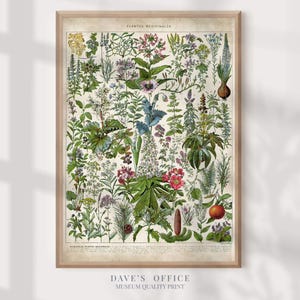 Impresión de plantas medicinales Adolphe Millot: Arte botánico antiguo granmilenario