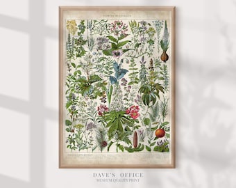 Medicinal Plants Print Adolphe Millot: Antique Botanical Grandmillennial art
