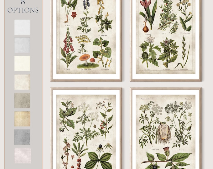 Poisonous plants Old book pages Venenous poster Antique french plate Rustic kitchen art Wall art Botanical poster Set of 4 #216