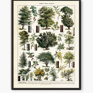 Arte mural forestal, póster de bosque de Larousse, impresión forestal, impresión botánica, página de libro antiguo, página de libro antiguo, póster de botánica, página de libro vintage. L12