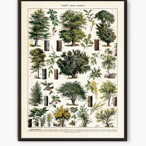 Forest wall art, Larousse forest poster, forest print, botanical print,old book page,antique book page, botany poster, vintage book page.L12