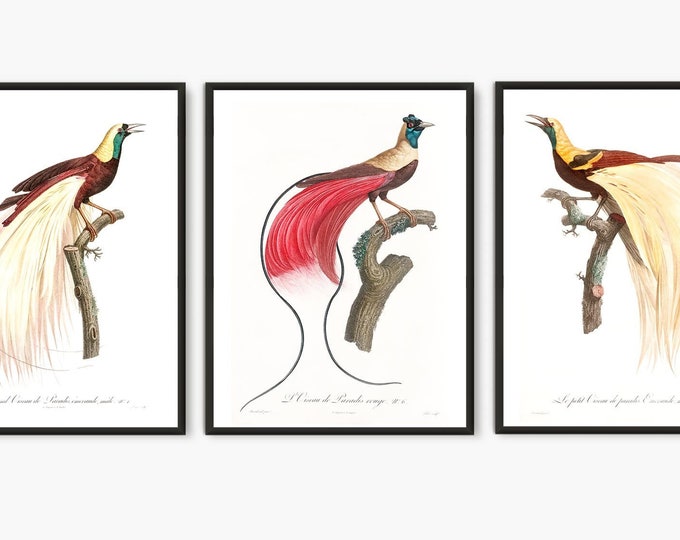 Paradise Bird antique book plates prints, vintage birds wall art SET of 3 Prints #239